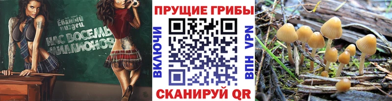 Галлюциногенные грибы мицелий  Северская 